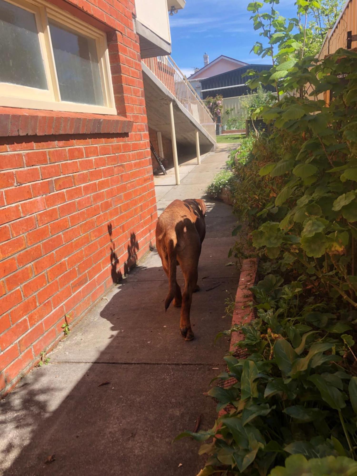 Lovely Budget Vegan Homestay Launceston Eksteriør bilde